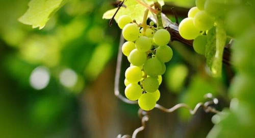 Fresh Grapes, Color : Green