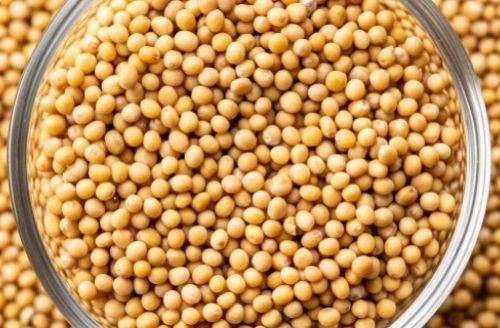 Mustard seed, Color : Yellow for Medicinal, Culinary