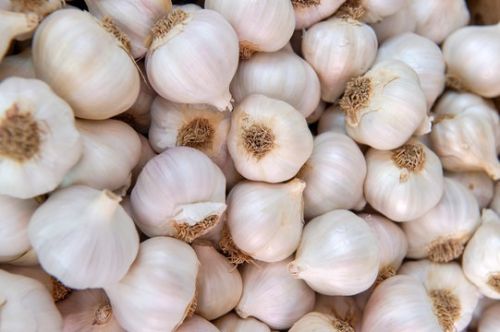Fresh Garlic Bulbs, Color : White
