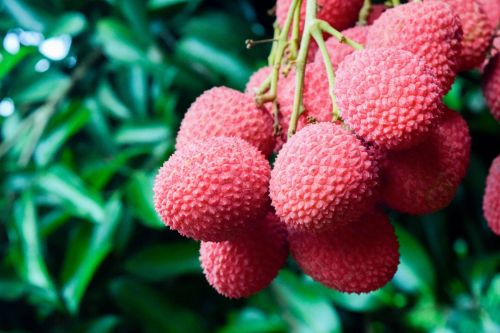 Fresh Litchi, Color : Reddish-pink