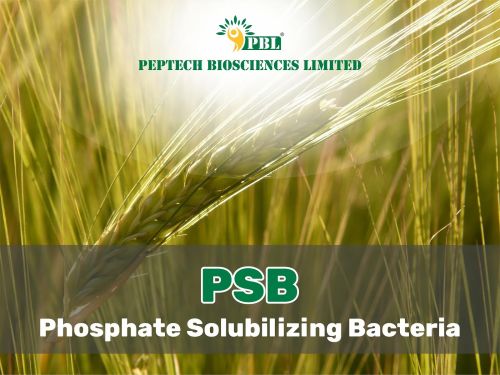 Micro Organisms Phosphate Solubilizing Bacteria