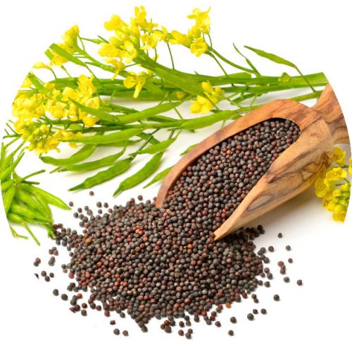 Organic Smooth Mustard Seeds Natural, Grade Standard : Food Grade