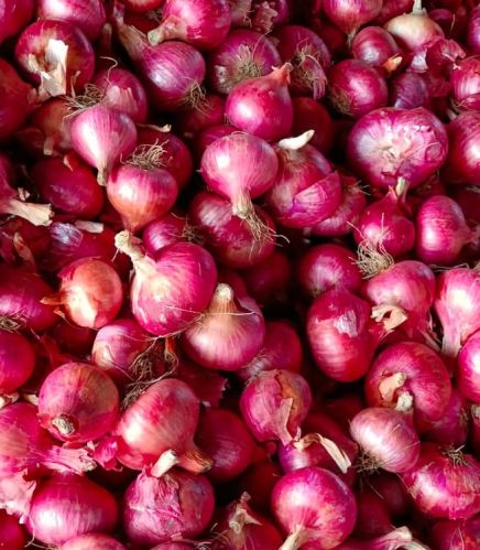 Nashik Onion, Color : Red