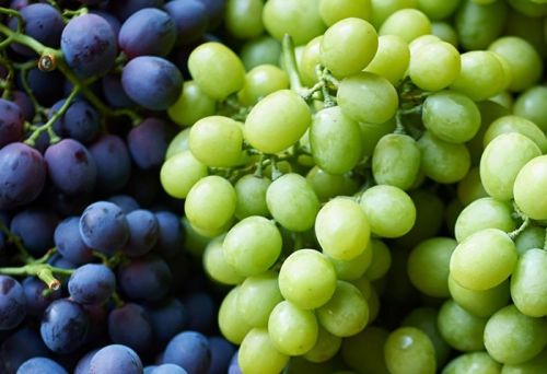 Fresh Grapes, Color : Green, Black, Variety : Sonaka, Thompson