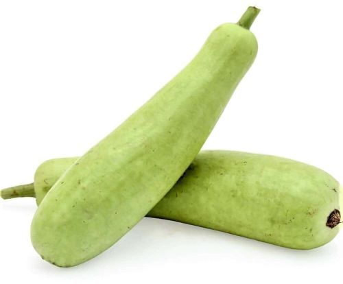 Green Organic Fresh Bottle Gourd for Cooking