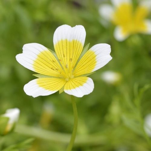 Pure Meadowfoam Seed Oil