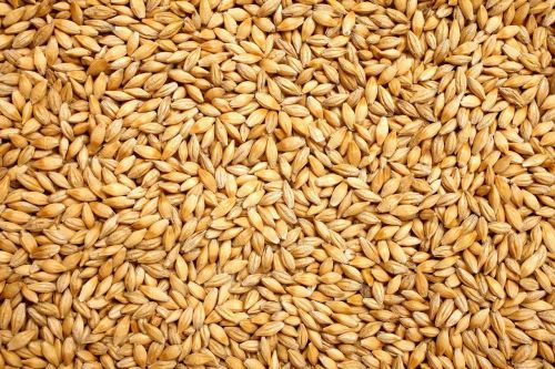 Barley, Packaging Type : Typically Sold In Bags Or Bulk