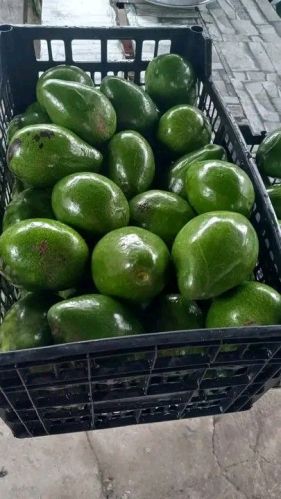 Natural Avocado Fruits, Color : Green, Packaging Type : Carton
