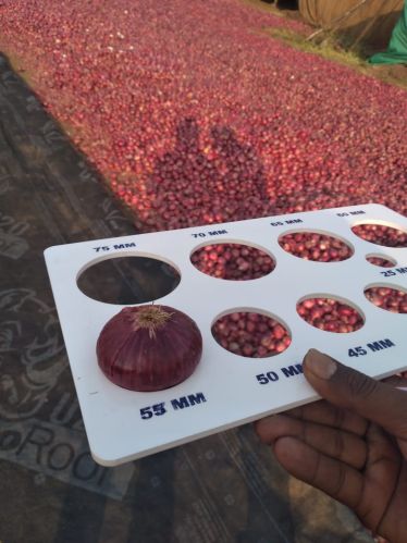 Red Onion, Quality Available : A Grade, Packaging Type : Net Bag