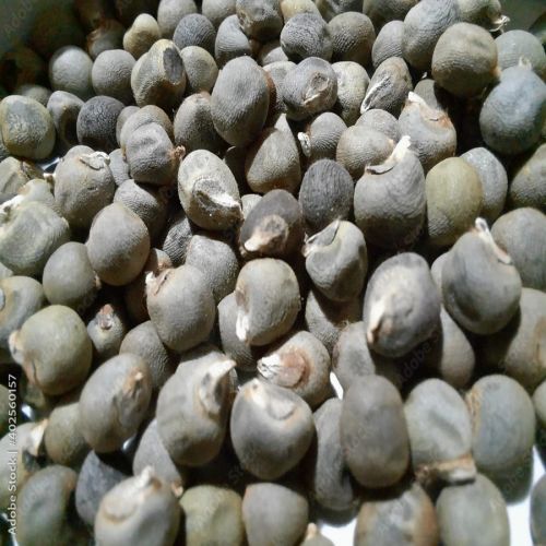 Organic Hybrid Lady Finger Seeds, Color : Brown Dried