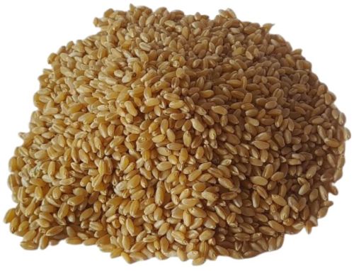 Soft Organic Hybrid Wheat Seeds, Color : Brown, Packaging Size : 1Kg