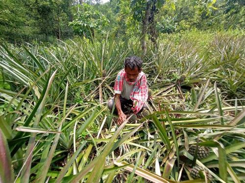 Pineapple, Packaging Type : Box, Loose