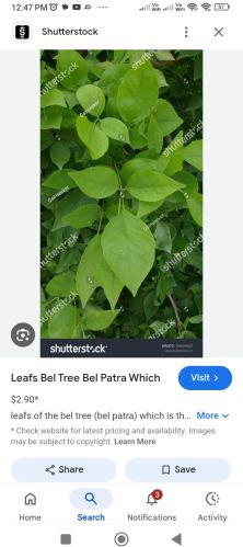 Natural Fresh Lotus Flowers, Packaging Type : Pink