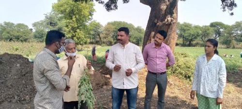 Ashwagandha seeds, Packaging Type : YELLOW for Herbal Products