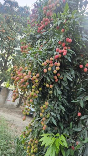 Litchi, Packaging Size : 5Kg, 10Kg, 15Kg, 20Kg, 25Kg, 50Kg