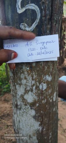 White Sandal Wood, Shape : Logs, Length : 5-10Ft