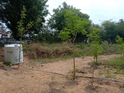 Moringa Dried Leaves, Packaging Type : Nise