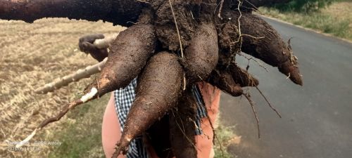 Cassava, Packaging Size : 20 Kg, Packaging Type : Gunny Bag