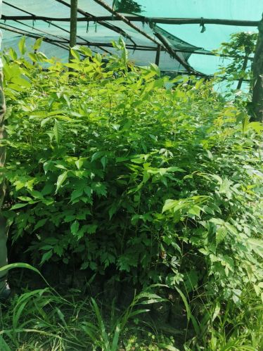 Full Sun Exposure Green Bogipoma Plant for Decorative Garden Borders