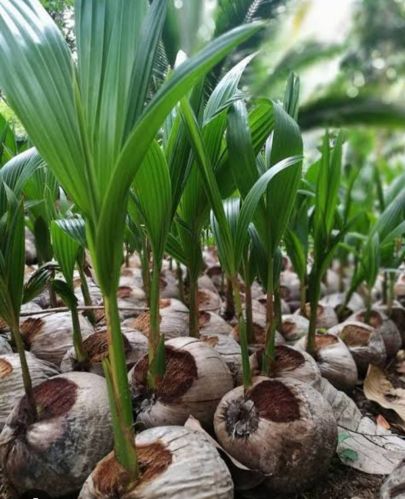 Coconut Plants, Color : Green for Fruits