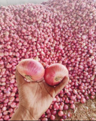 Natural Onion, Color : Red, Packaging Type : Gunny Bag