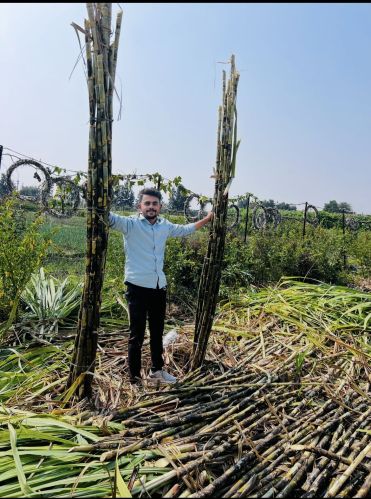 Sugarcane, Packaging Type : Loose for Human Consumption, juice