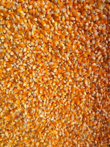 Natural Maize Seeds, Color : Yellow, Grade Standard : Food Grade