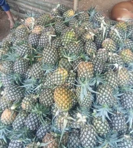 Pineapple for Juice, Human Consumption