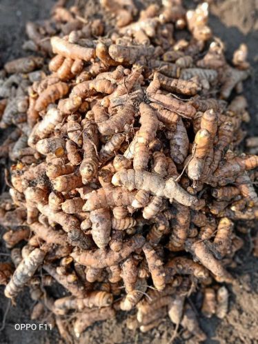 Natural Raw Turmeric Finger, Packaging Size : 25Kg Medicine Grade