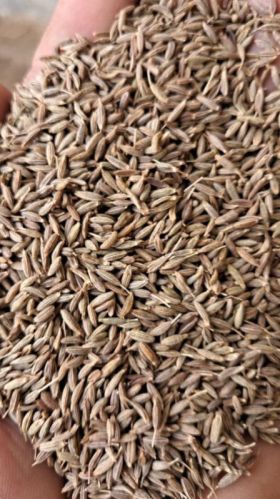 Natural Cumin Seeds, Packaging Size : 20Kg, 50Kg