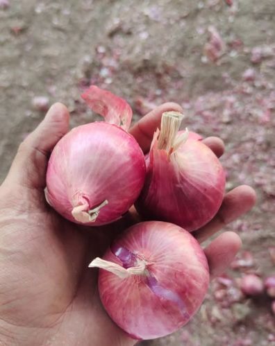 Natural Red Onion, Packaging Size : 5Kg, 10Kg, 25Kg, 50Kg, 3 Kg