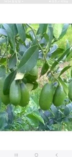 Organic Assam Lemon, Color : Green, Packaging Size : 25kg