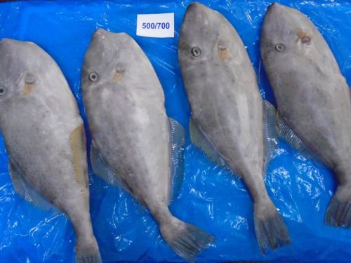 Frozen Leather Jacket Fish, Color : Grey White