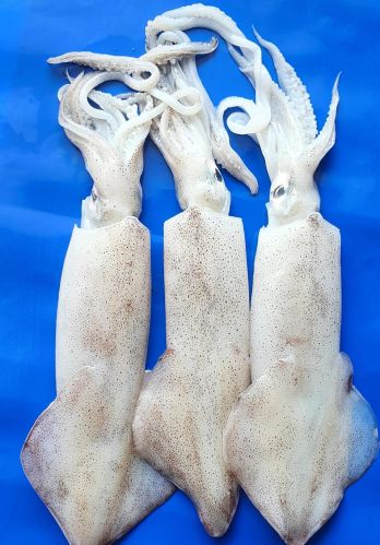 Squid, Freezing Process : Cold Store Freezing