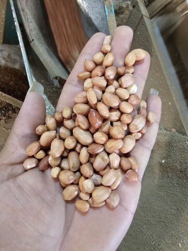 Gmo Java Peanuts, Color : Brownish, Creamy, Light Red, Red