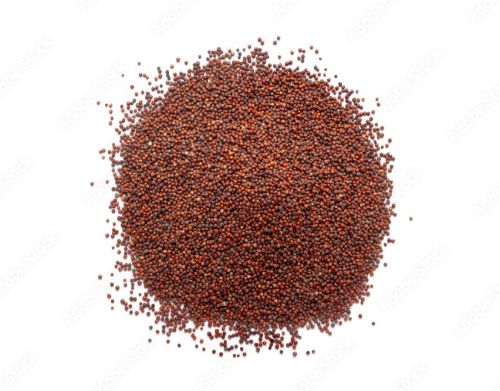 Organic Finger Millet 10%, Packaging Size : 25kg, 50Kg
