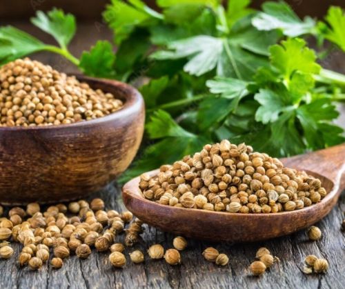 Natural Coriander Seeds, Seed Type : Dried