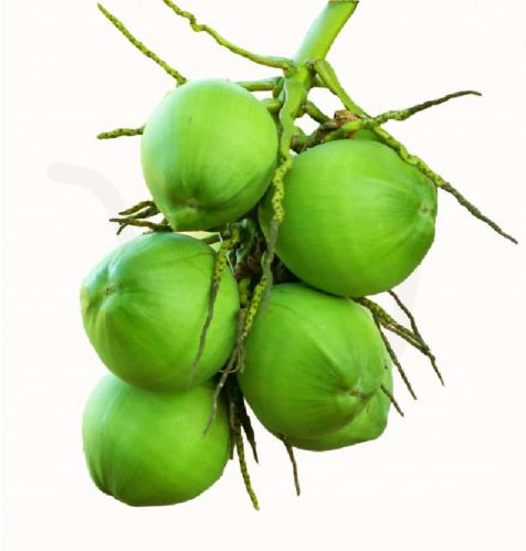 Natural Tender Green Coconut