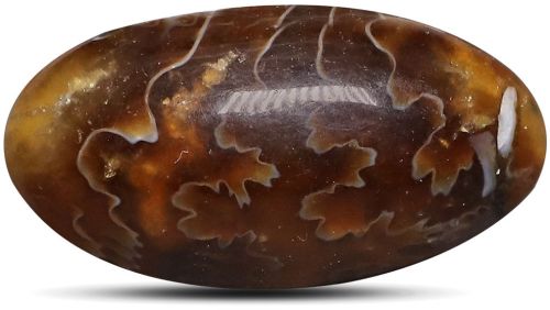 Polished TGM 0712 Brown Ammonite Oval Gemstone for Jewelry Making