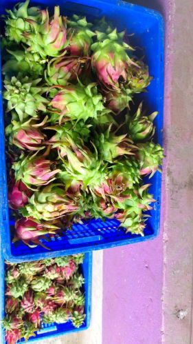Korporate Natural Dragon Fruit, Color : Red, Packaging Size : 15Kg