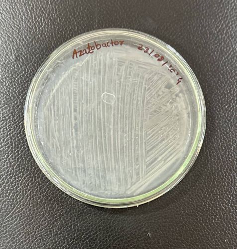 Azotobacter Biofertilizers