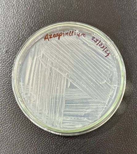 Azospirillum Biofertilizer, Classification : Biofertilzier