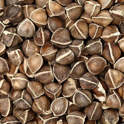 Moringa Seeds, Color : Brown, Packaging Size : 100g