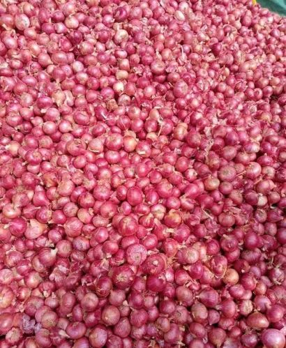 Fresh Red Onion, Packaging Size : 25-50kg Net Bag