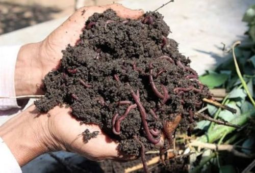 Pure Cow Dung Vermicompost, Color : Dark Brown, Purity : 99%