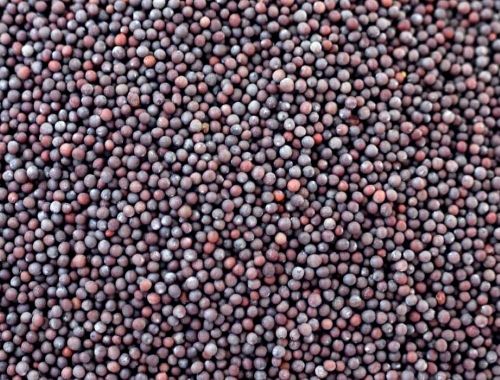 A Grade Black Mustard Seeds, Purity : 99.9%