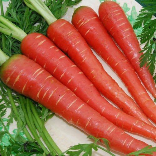 A Grade Fresh Red Carrot, Packaging Type : PP Bags