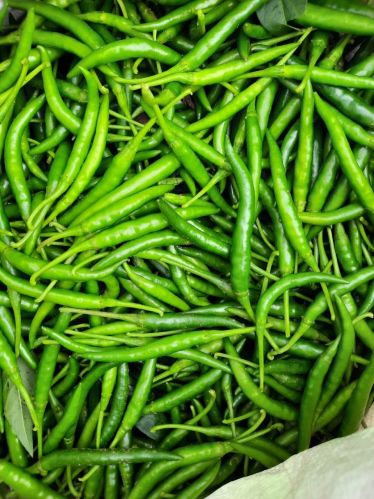 Fresh Green Chilli, Packaging Type : Loose/bunch