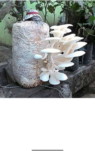 Organic Dry Oyster Mushroom, Packaging Size : 500g, 1Kg, On Call