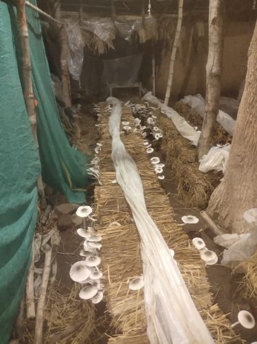 Paddy straw mushroom, Packaging Type : White